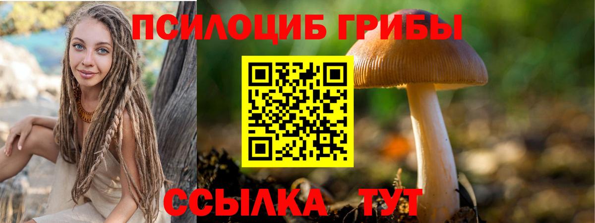 Галлюциногенные грибы Psilocybe Подольск